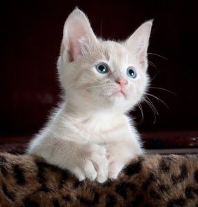 chat trognon low def