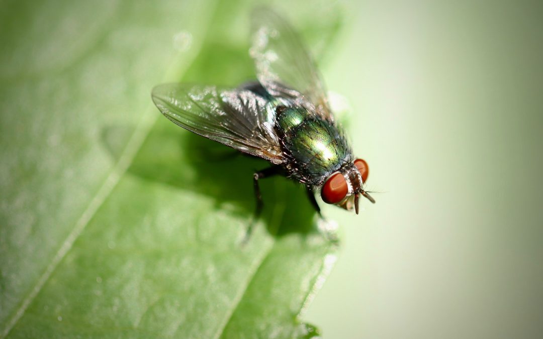 Nos jardins vus par les insectes