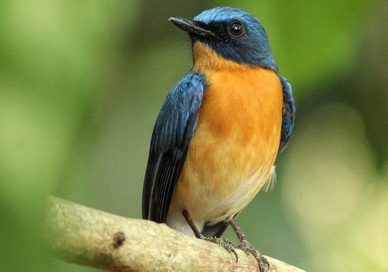 kerala-india-tickells-blue-flycatcher-4051412-landscape