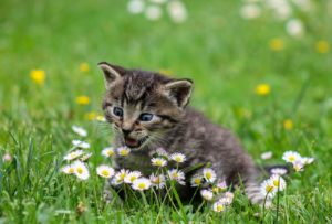 kitty-cat-kitten-2948404