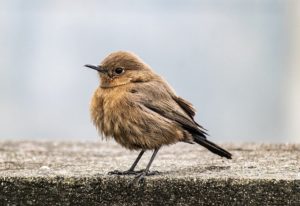 mf oiseau mignon