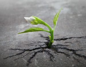 plante dans goudron