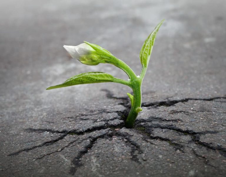 plante dans goudron